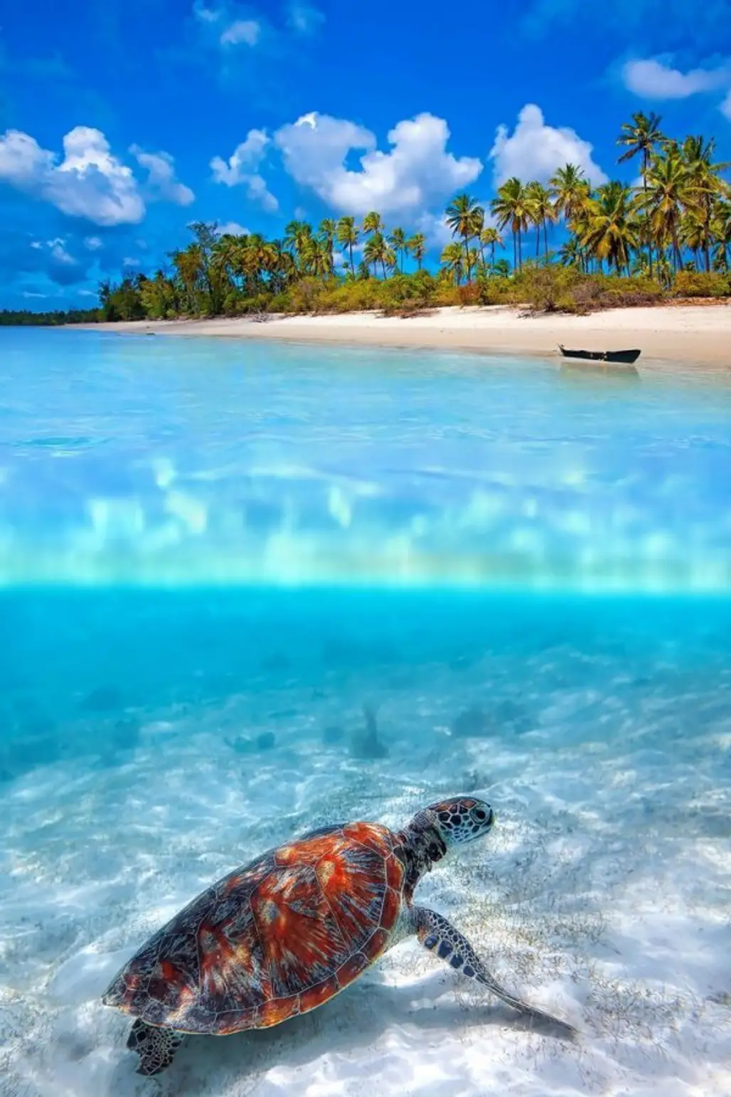 sea,ocean,shore,beach,sea turtle,