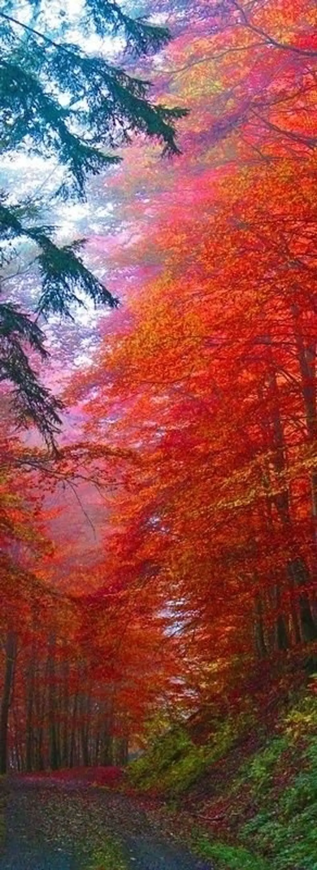 Forest Aflame