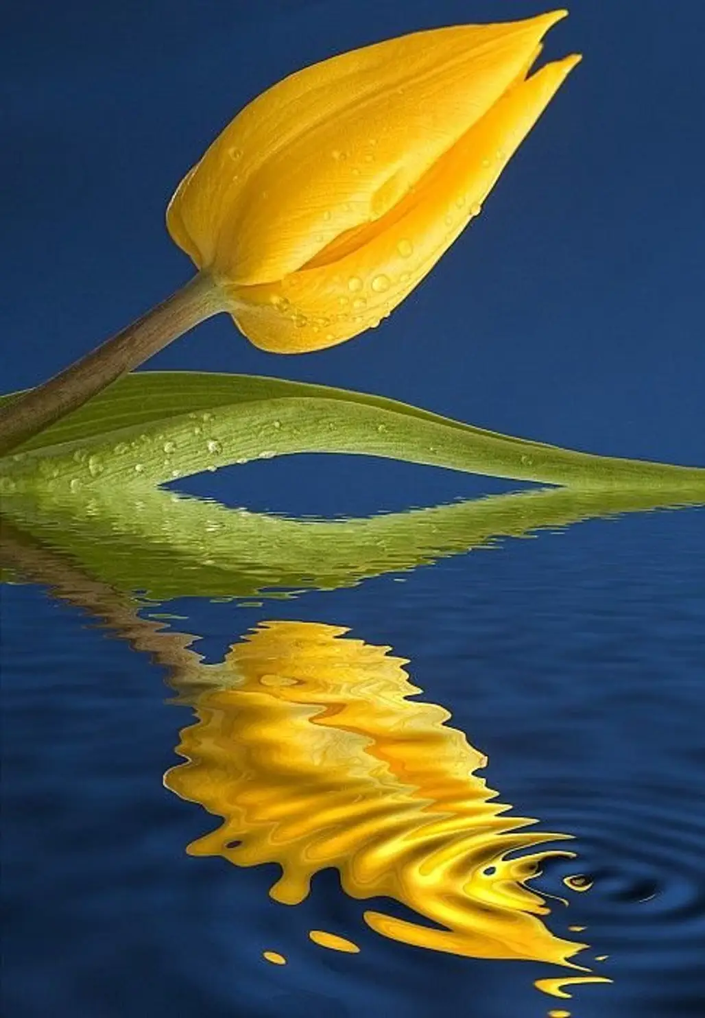 yellow,flower,plant,reflection,flora,
