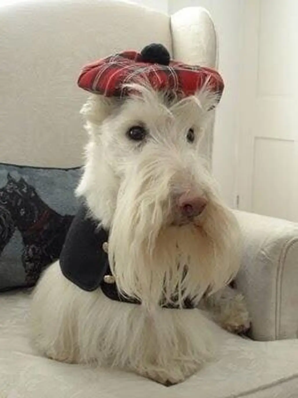Very Handsome Scottish Terrier
