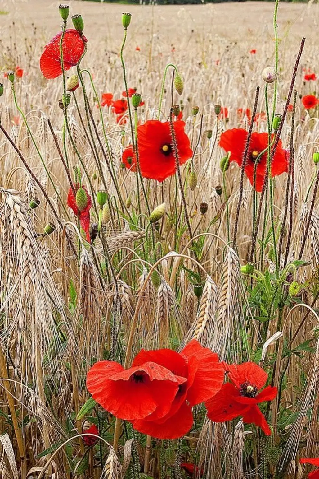 Wild Poppies in the Wheat Field