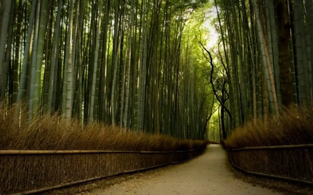 Bamboo Path, Arashiyama, Japan