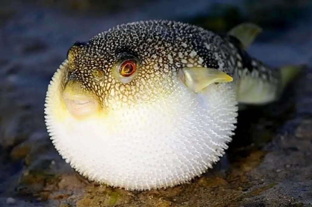 Japanese Puffer Fish