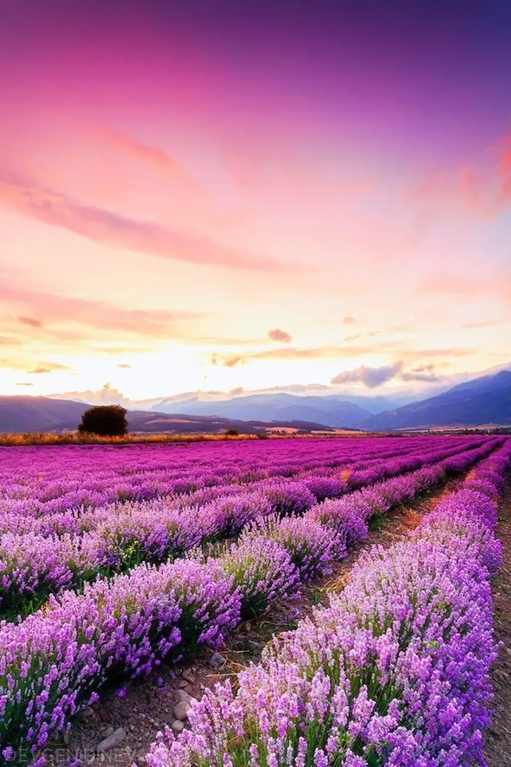 Lavender Field, Bulgaria