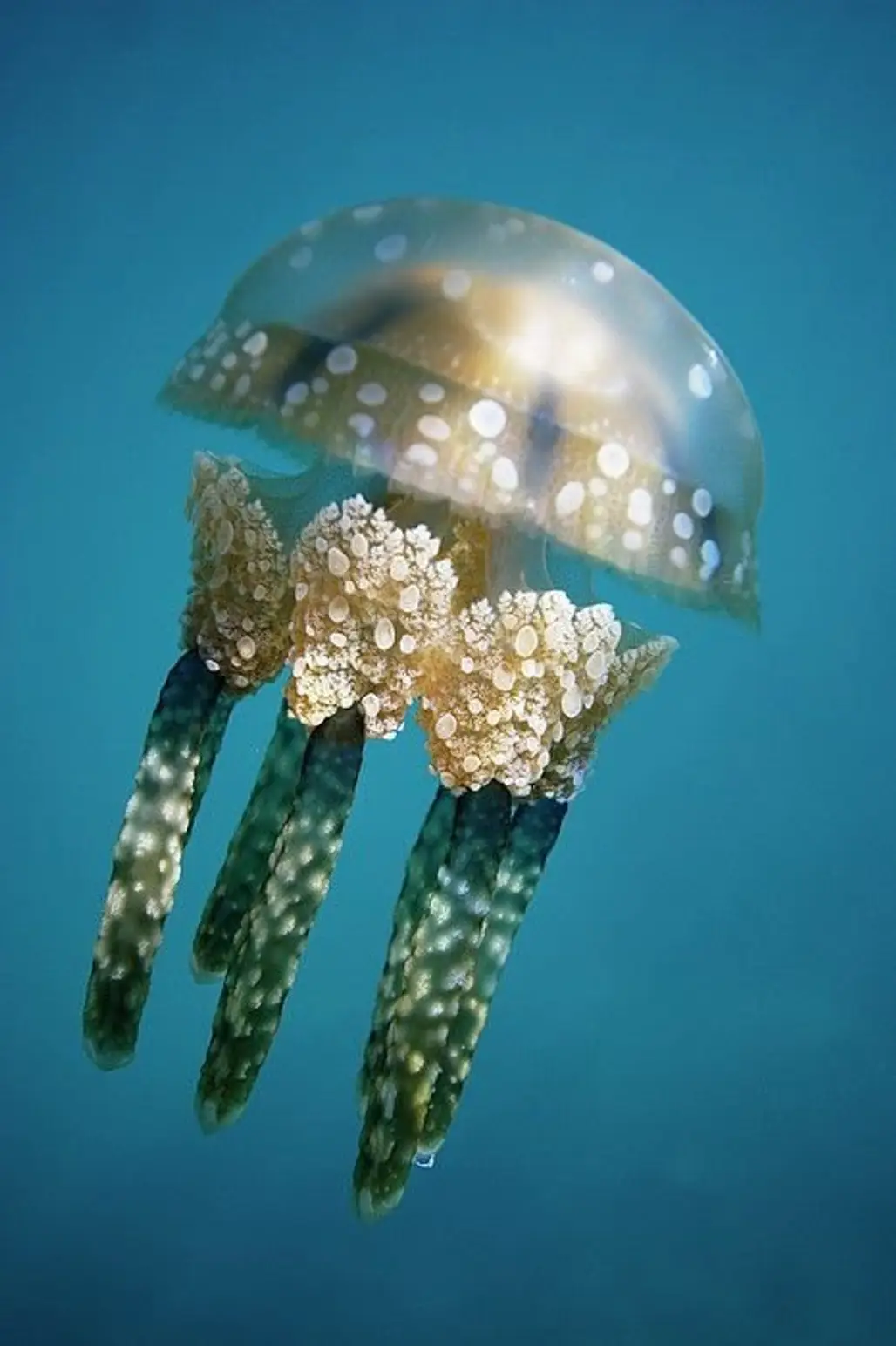 Papuan Jellyfish