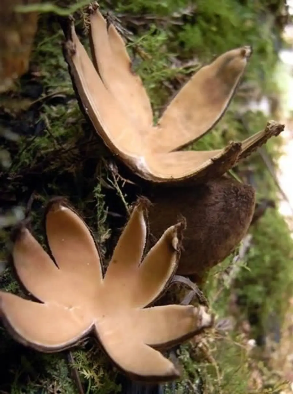 Star-shaped Mushroom