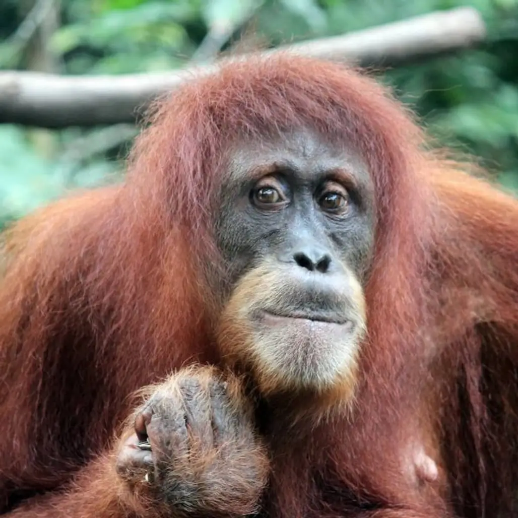 orangutan, great ape, mammal, primate, fauna,