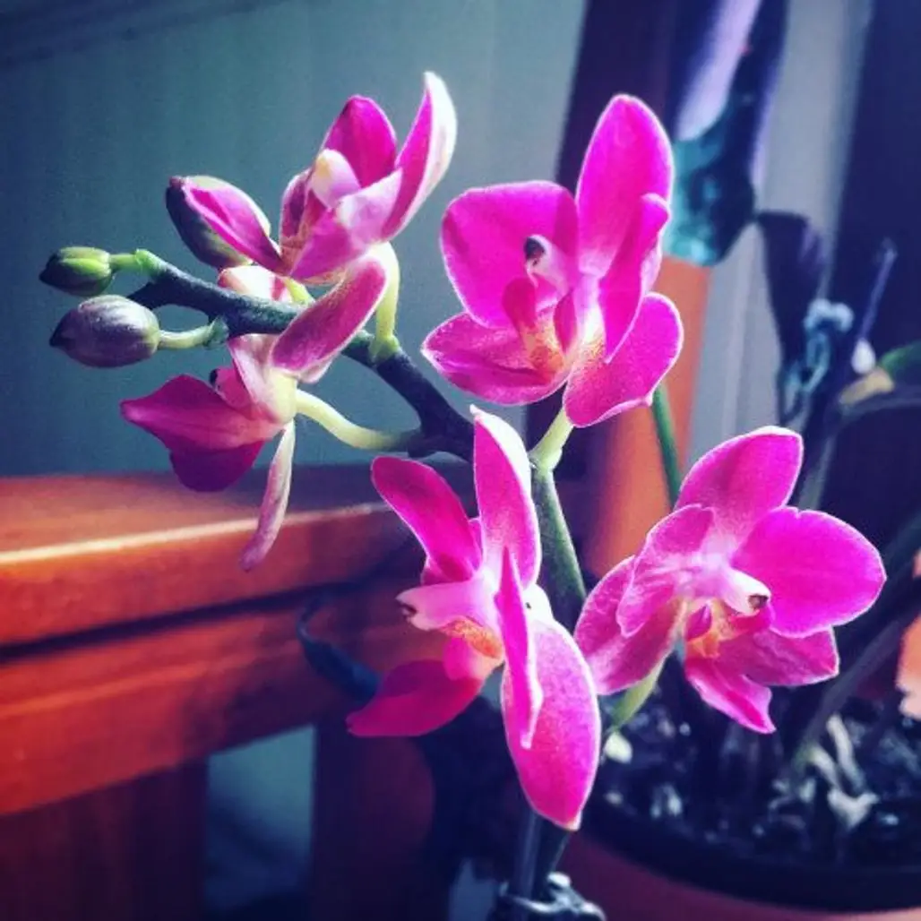Year Twenty-Eight: Orchids