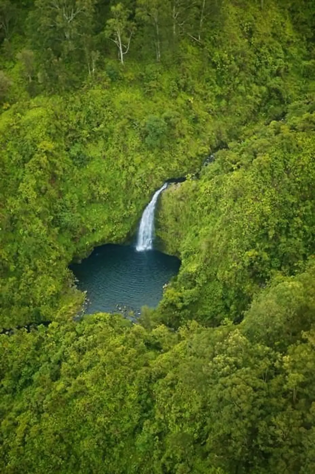 Hana Rainforest, Maui