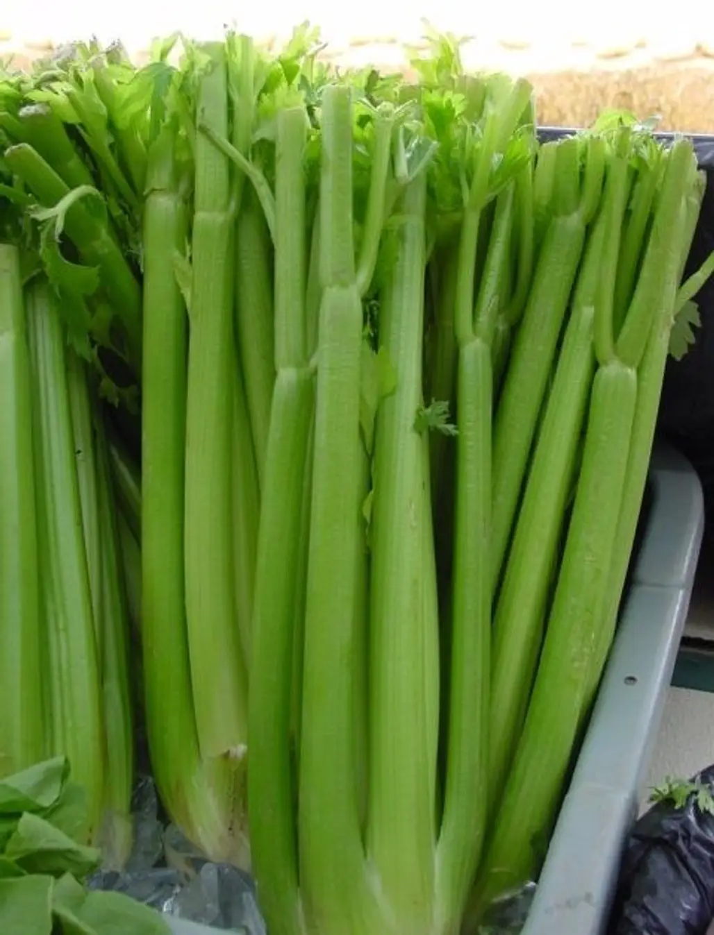 Celery for High Blood Pressure