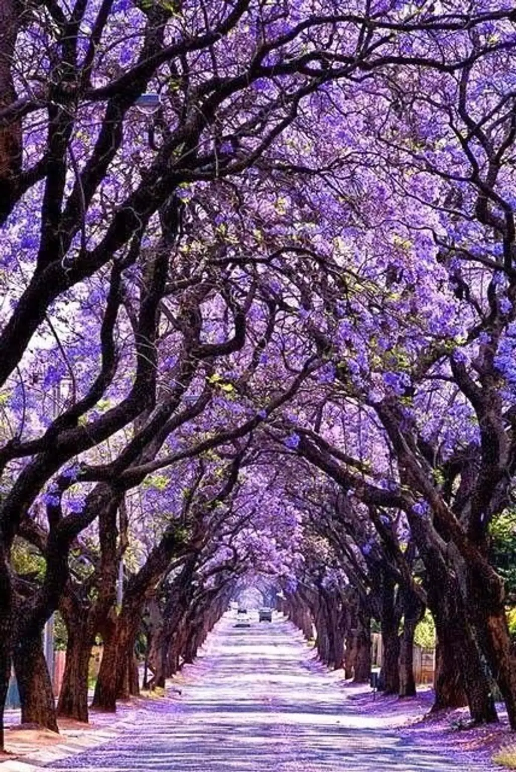 Jacaranda Tree Tunnel, Sydney