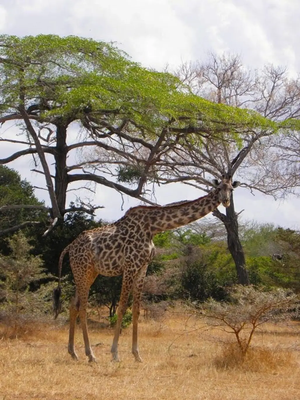 giraffe,mammal,savanna,wildlife,fauna,