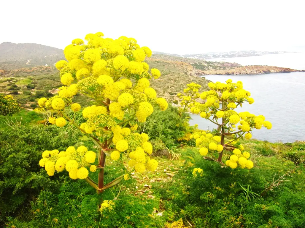 Cyprus (Wildflowers)