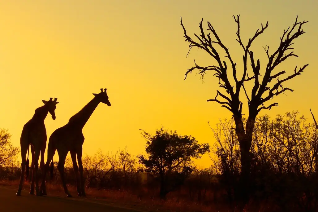 The Kruger National Park, South Africa