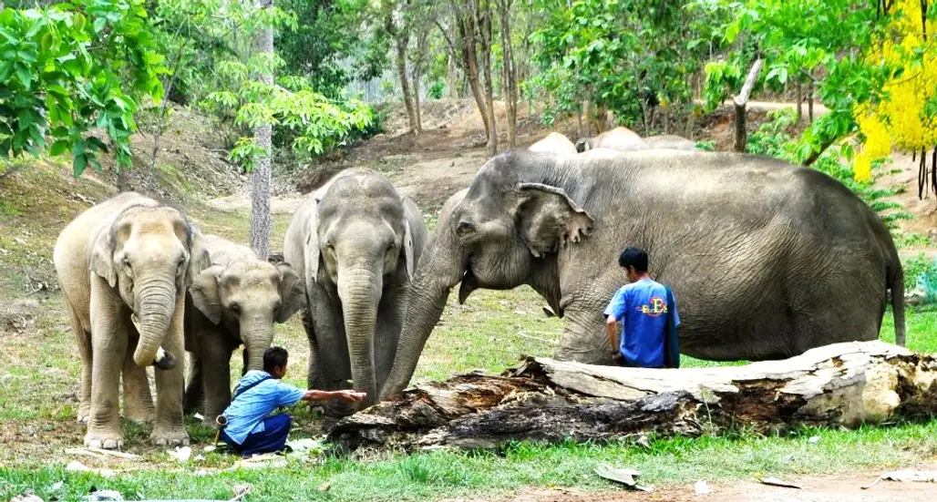 Boon Lott’s Elephant Sanctuary, Thailand