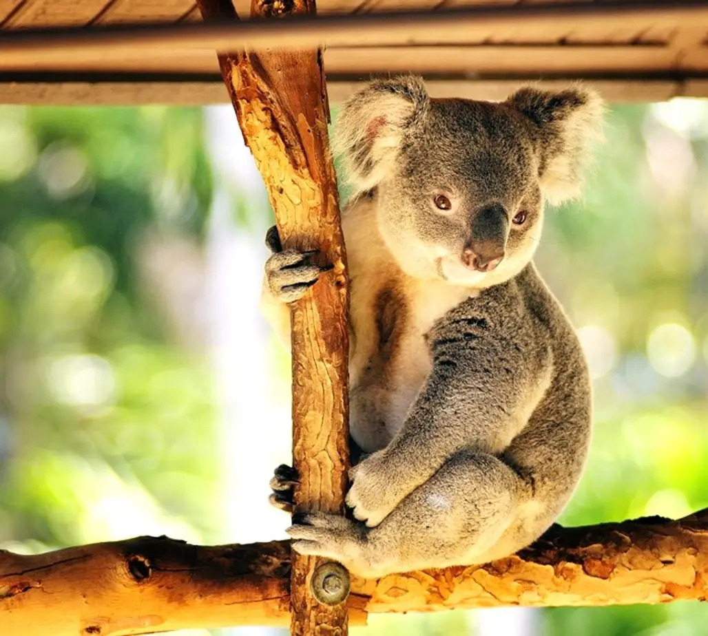 Lone Pine Koala Sanctuary, Brisbane, Australia
