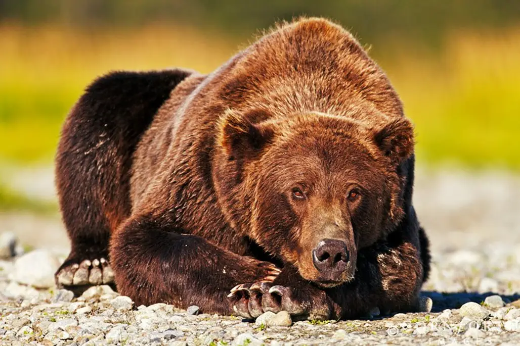 Kodiak Bears in Alaska, USA