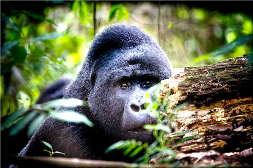 Mountain Gorillas - Bwindi National Park, Uganda