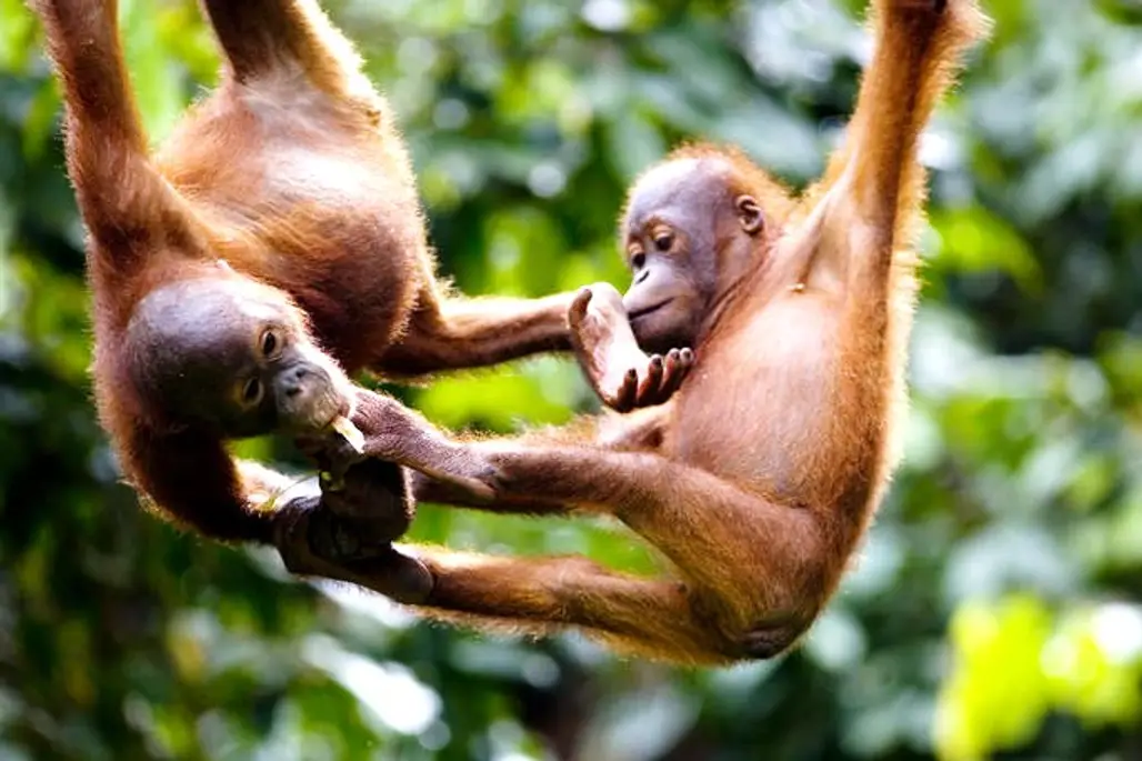 Sepilok Orangutan Sanctuary, Borneo