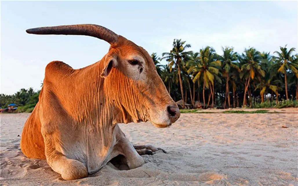 Cow Beach, Goa, India