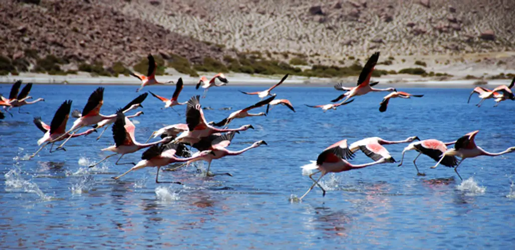 View the Flamingoes at El Salar De Atacama