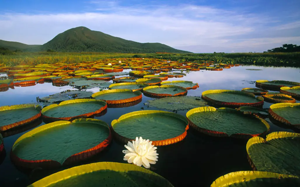 Pantanal Wetlands, Brazil