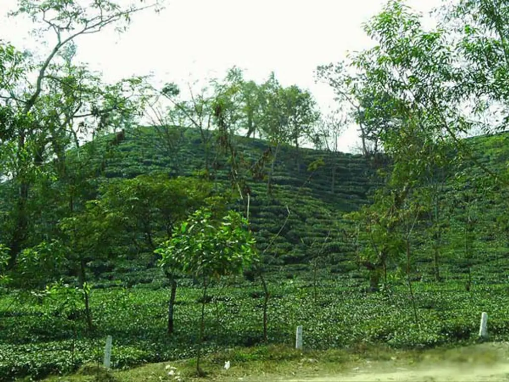 Srimangal Tea Plantations