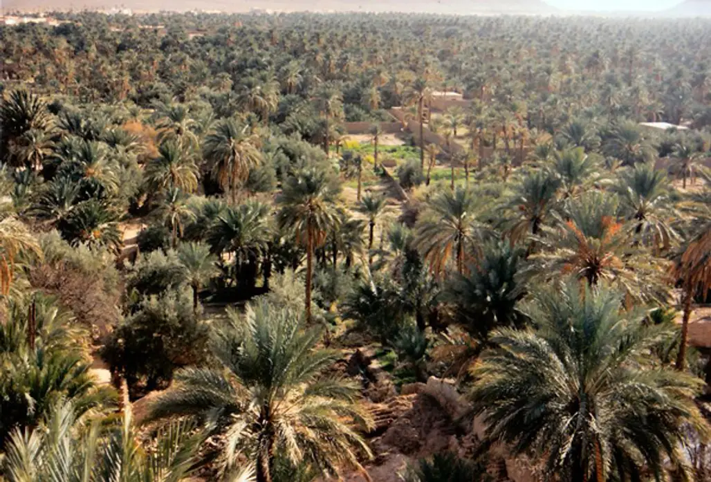 Al-Hasa Oasis, Saudi Arabia