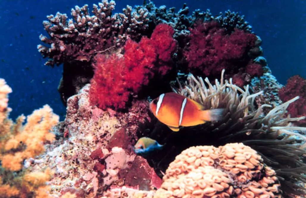 Red Sea Coral Reefs at Aqaba