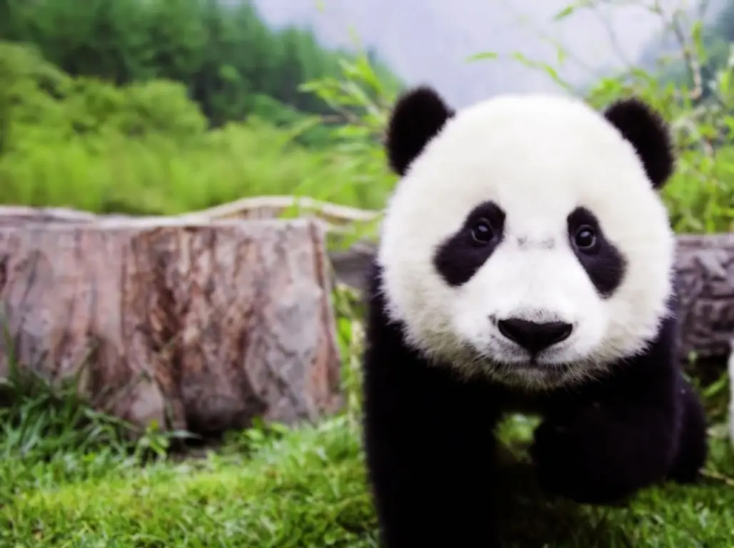 See the Pandas at Edinburgh Zoo