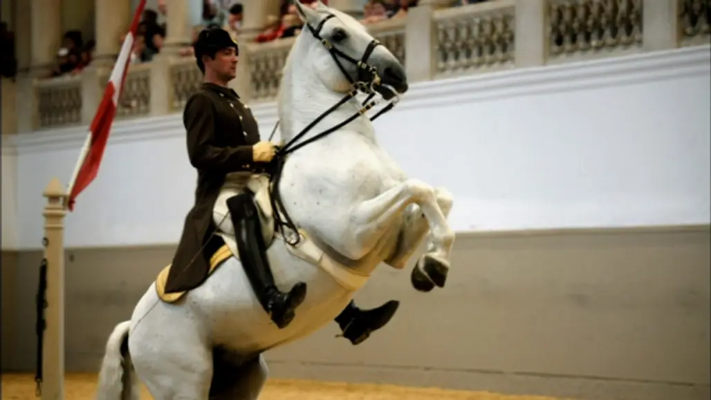 See the Lipizzaner Horses