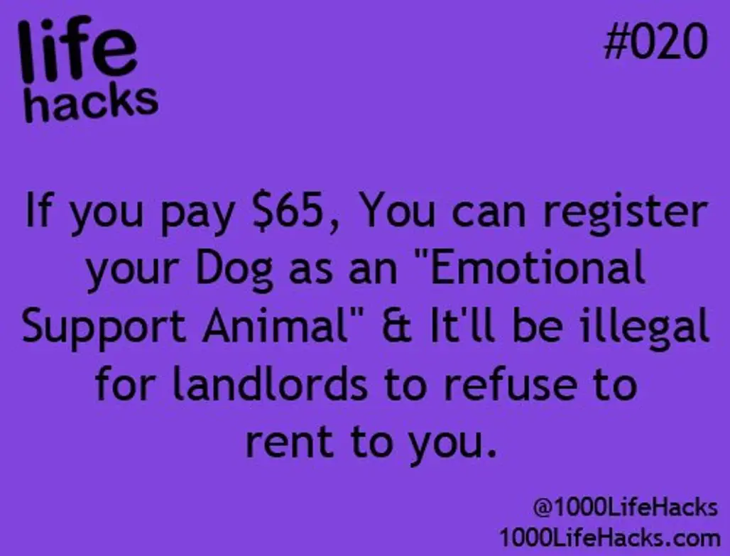 Renting with Your Pet? Totally Fine!