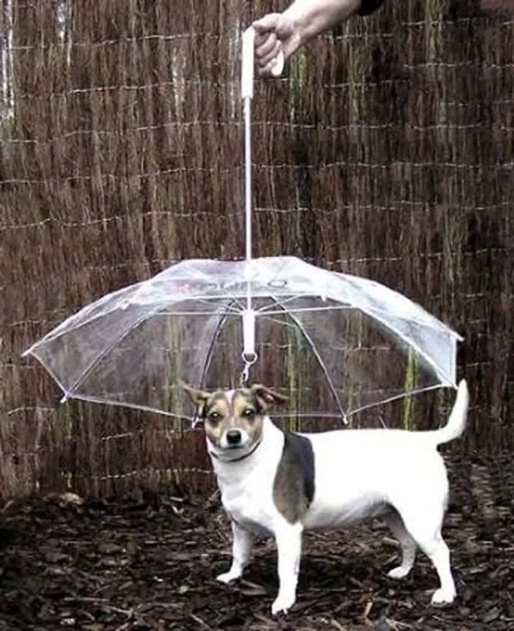 The Pet Umbrella
