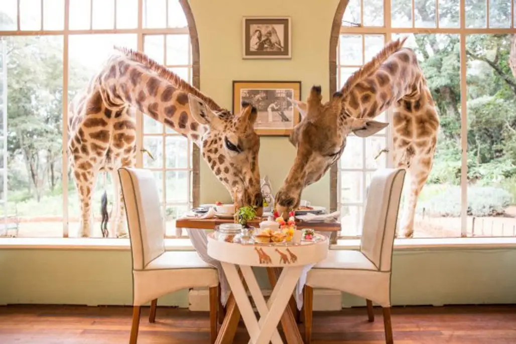 giraffe, giraffidae, mammal, wildlife, window,
