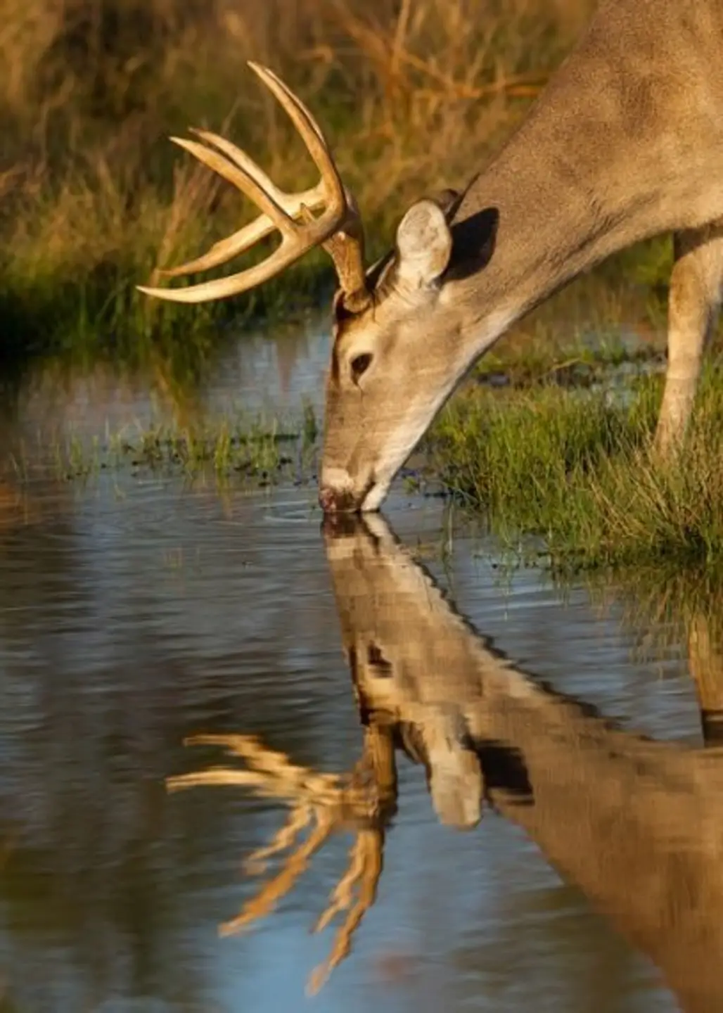 mammal,deer,fauna,wildlife,white tailed deer,