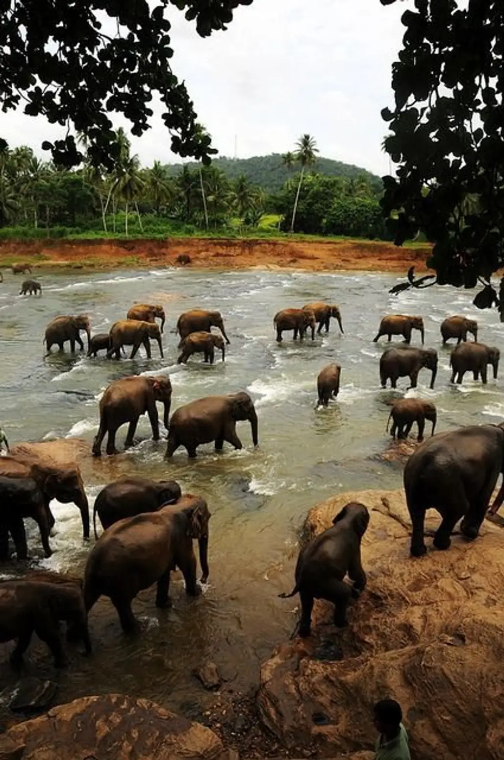 Watch the Goings on at the Elephant Orphanage