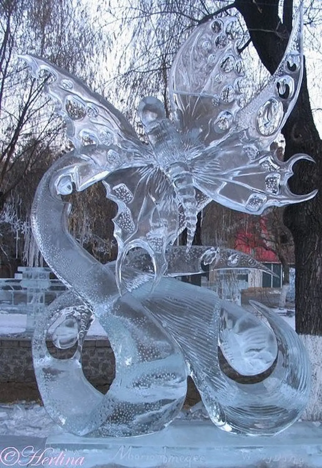 Ice Butterfly