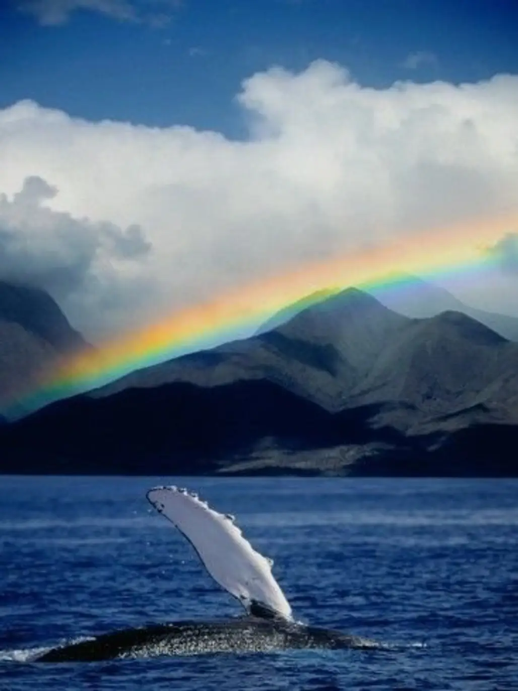 Rainbow over Humpback Whale