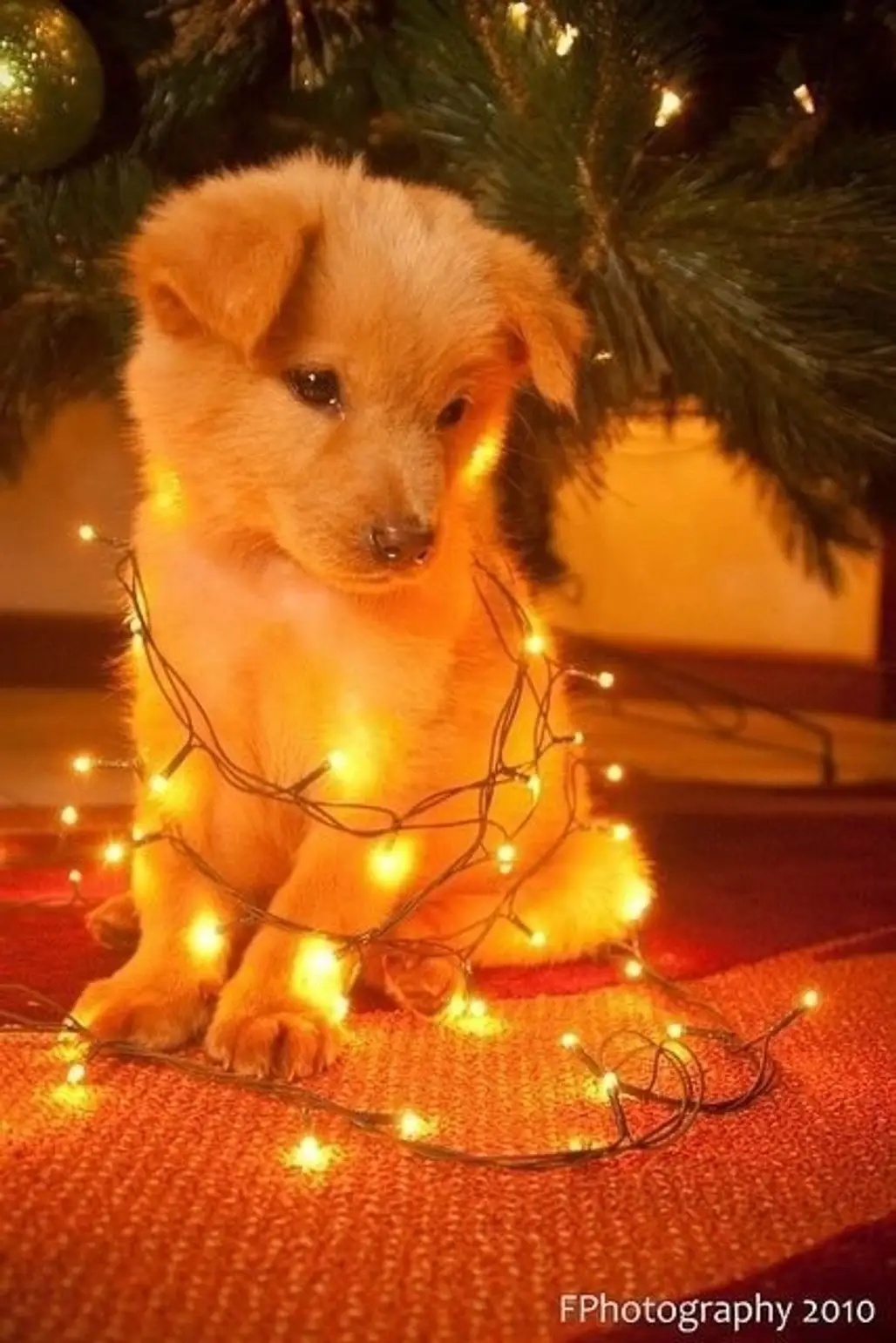 dog,mammal,dog like mammal,christmas,christmas decoration,