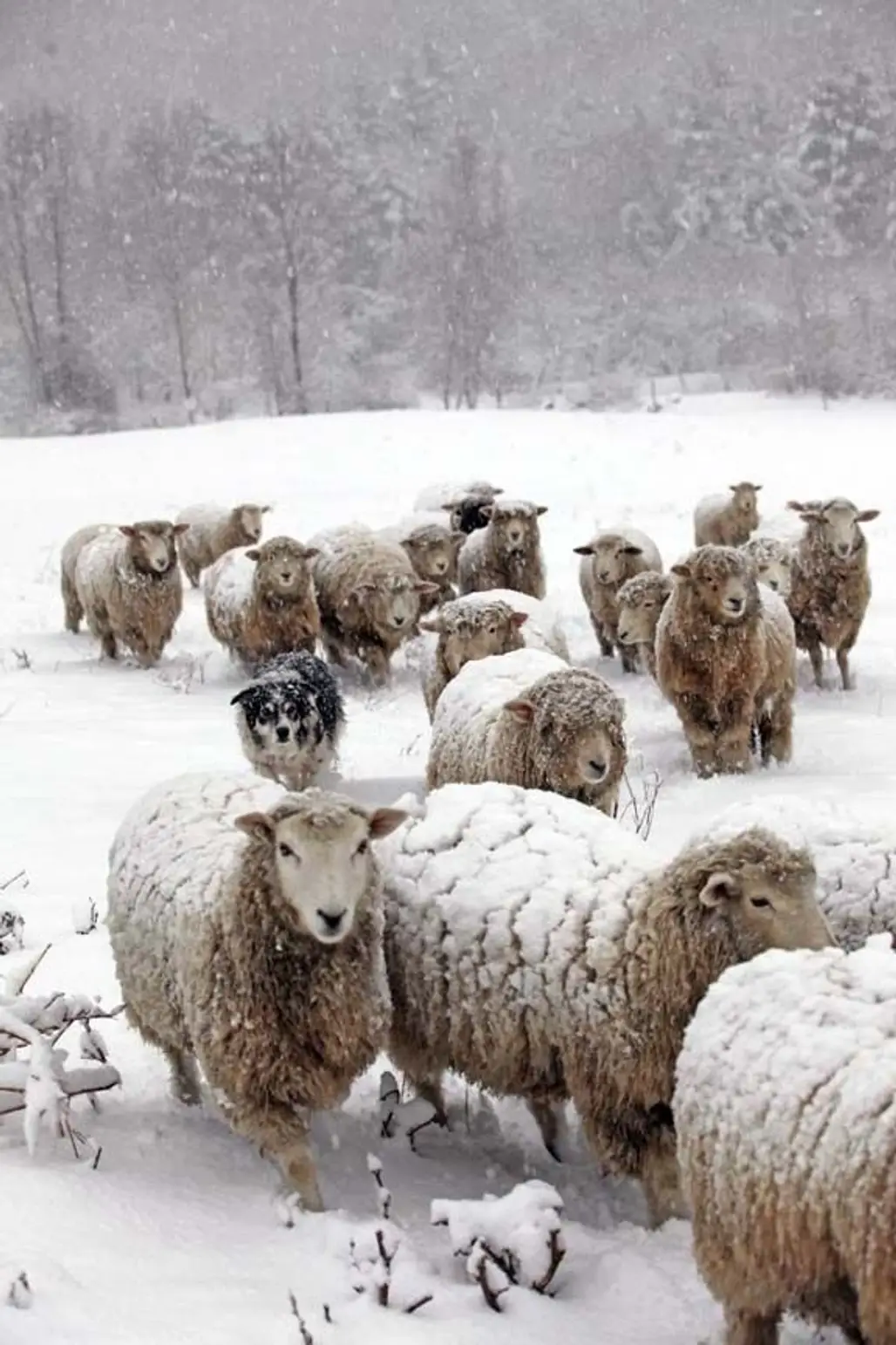 "Good Job We Have These Woolly Jumpers"