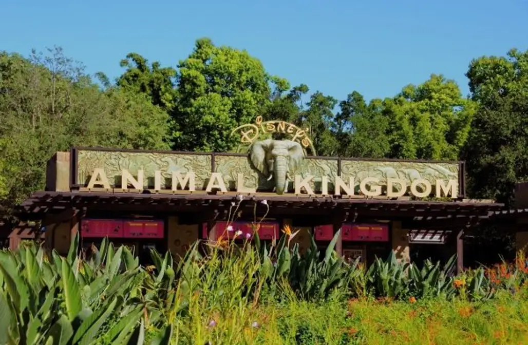 Disney’s Animal Kingdom, Florida