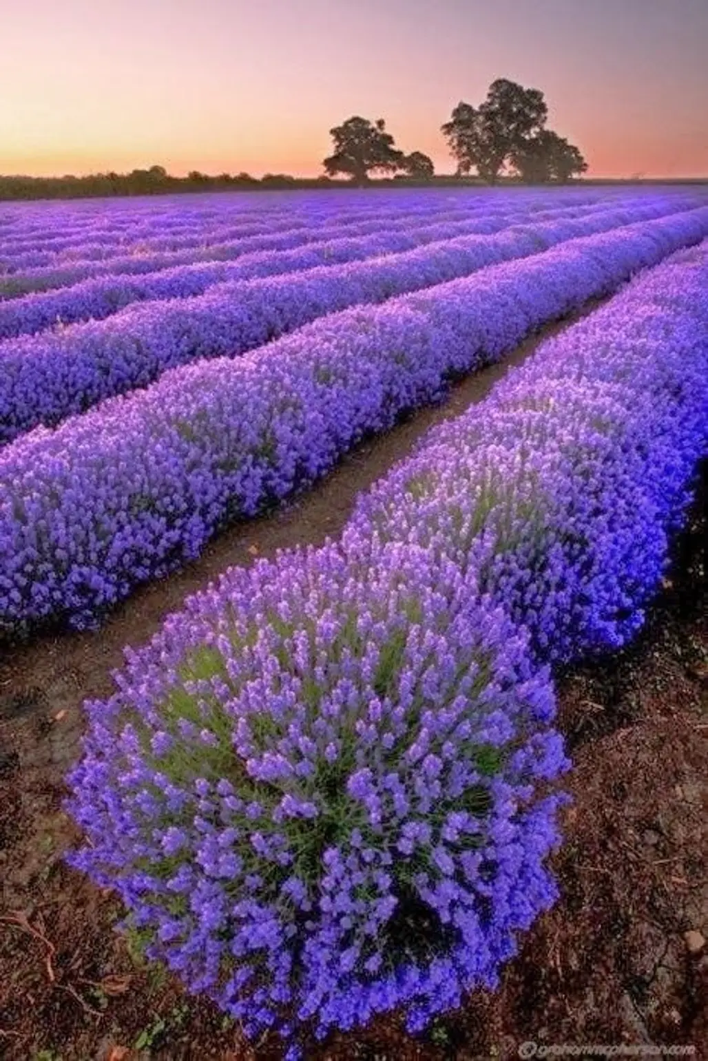 Smell the Lavender Fields