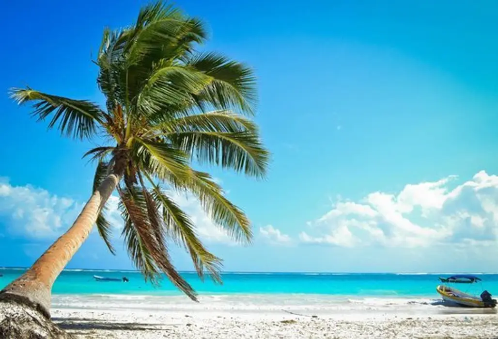 beach, sea, caribbean, tree, ocean,