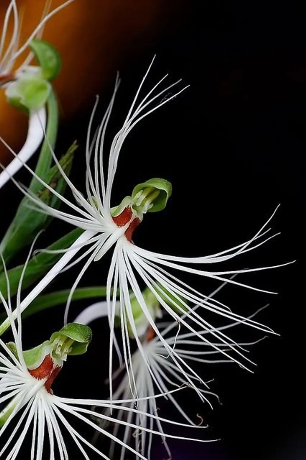 White Feather Orchid