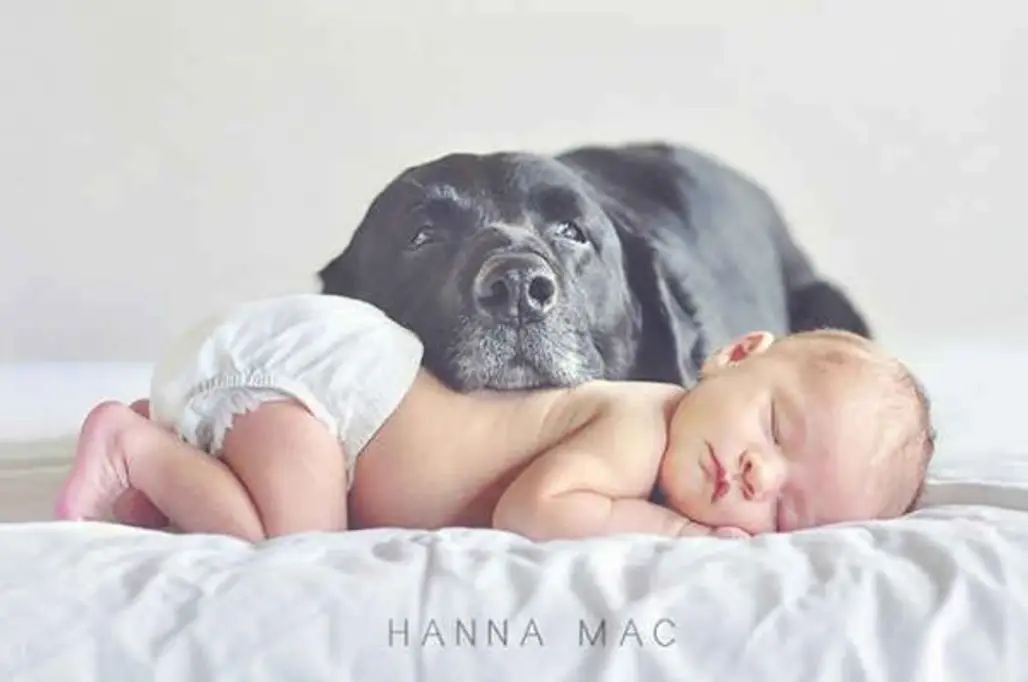 person,dog,dog like mammal,puppy love,sleep,