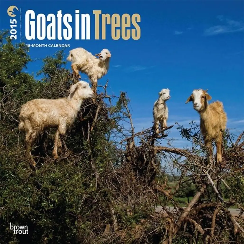Goats in Trees