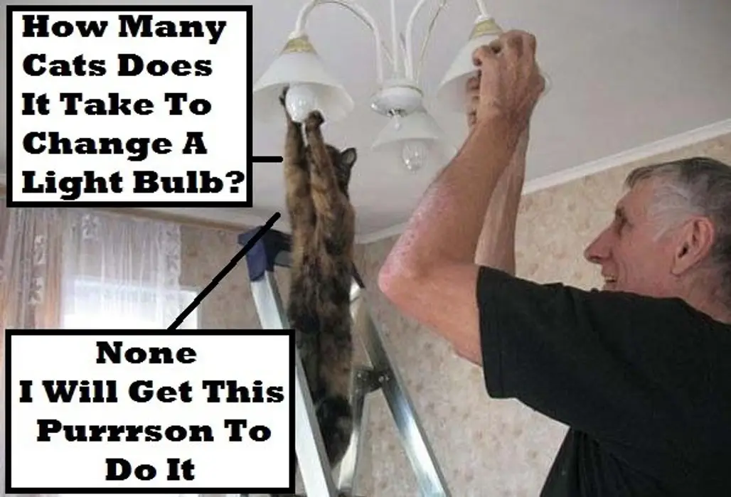How Many Cats Does It Take to Change a Light Bulb