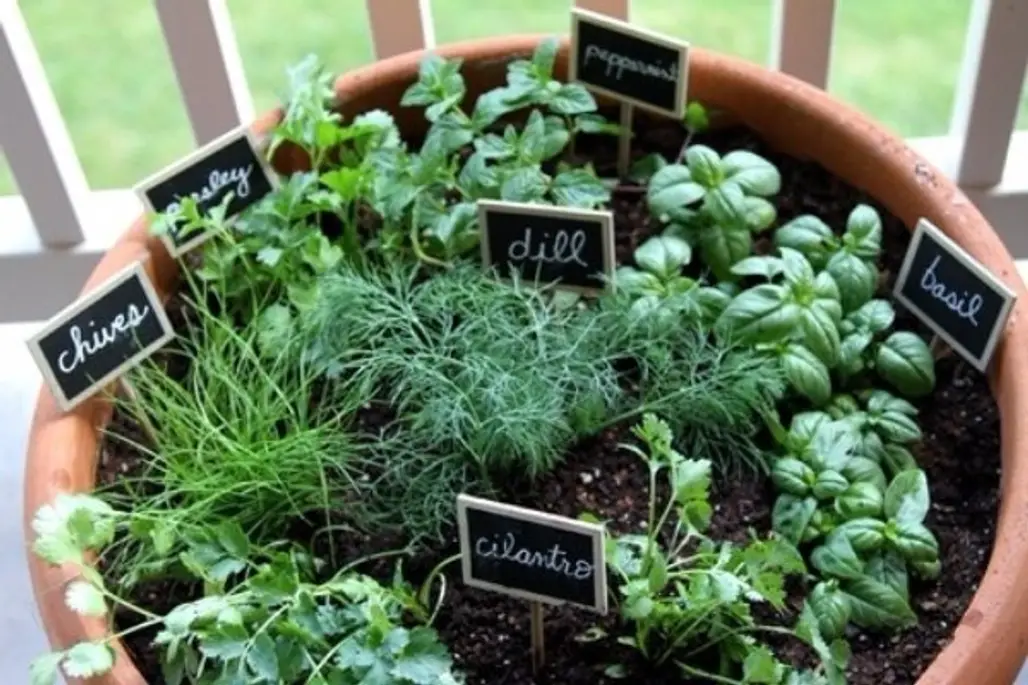 Tiny Herb Garden