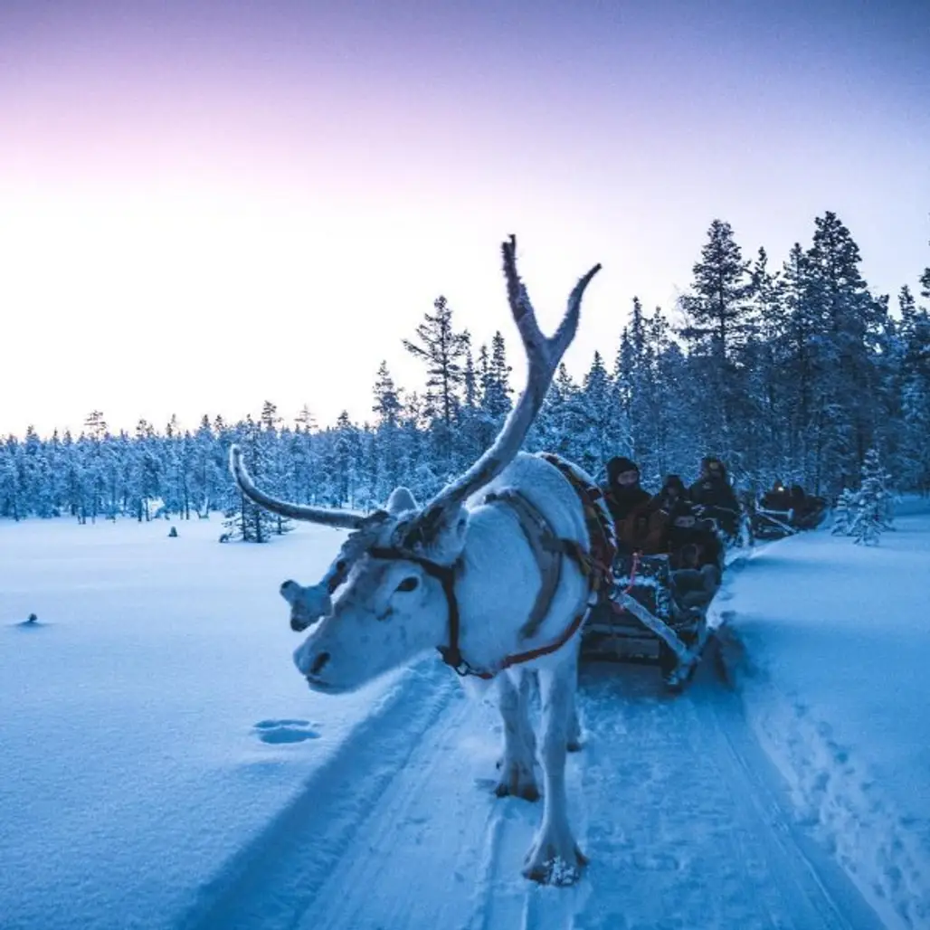 blue, reindeer, snow, sky, winter,