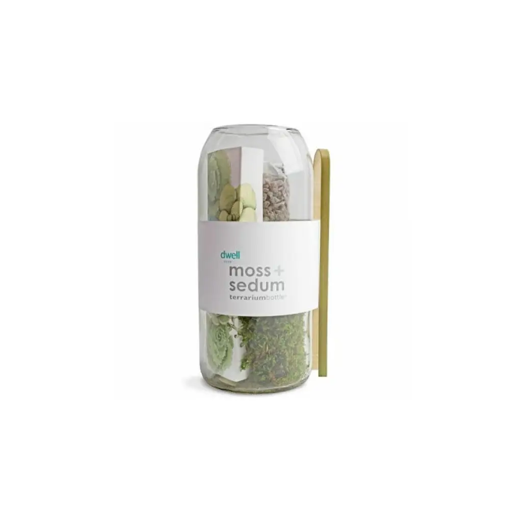 Moss + Sedum Vertical Terrarium Bottle